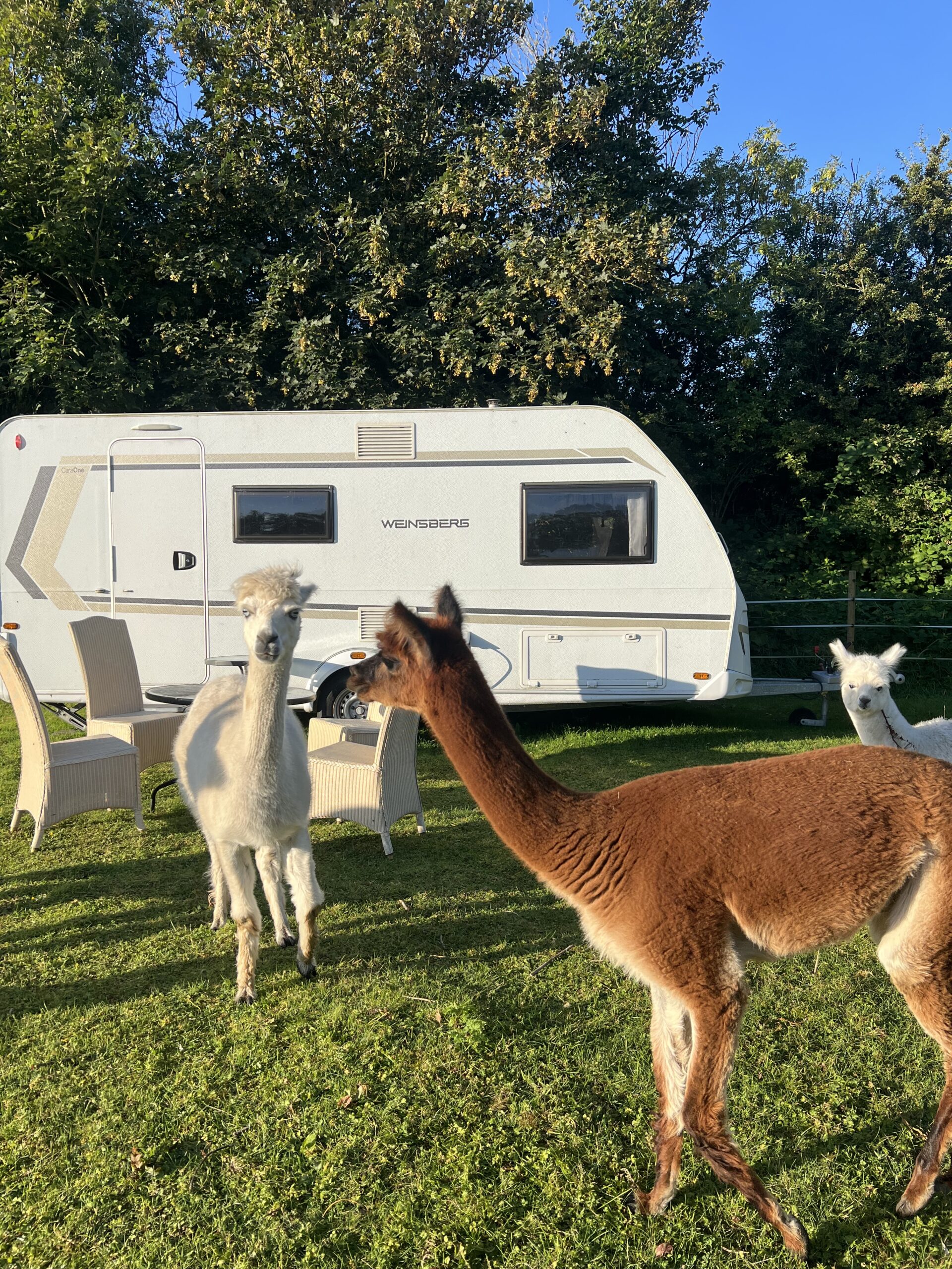 Urlaub im Glamping-Caravan