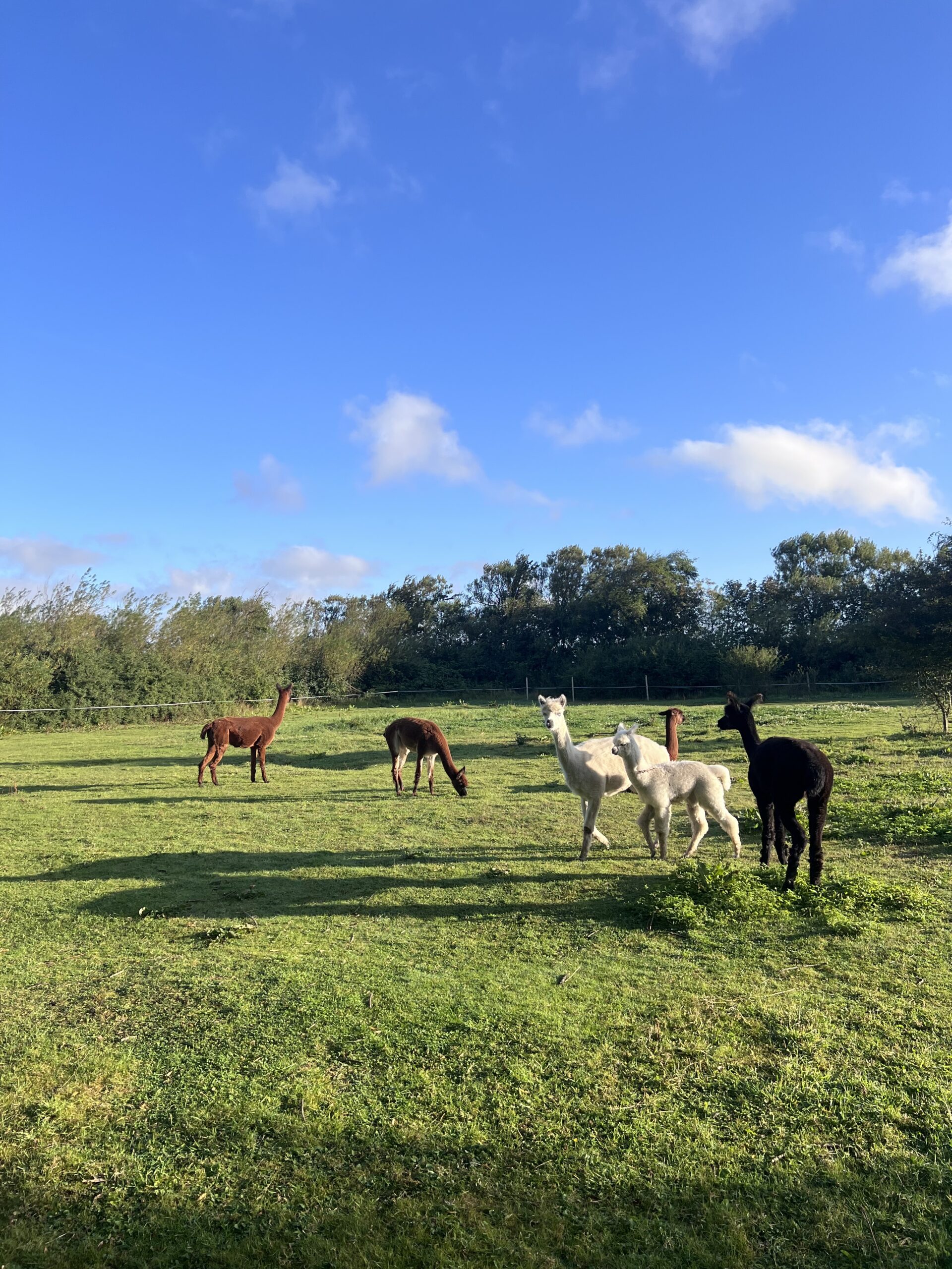 Urlaub im Glamping-Caravan – Bild 12