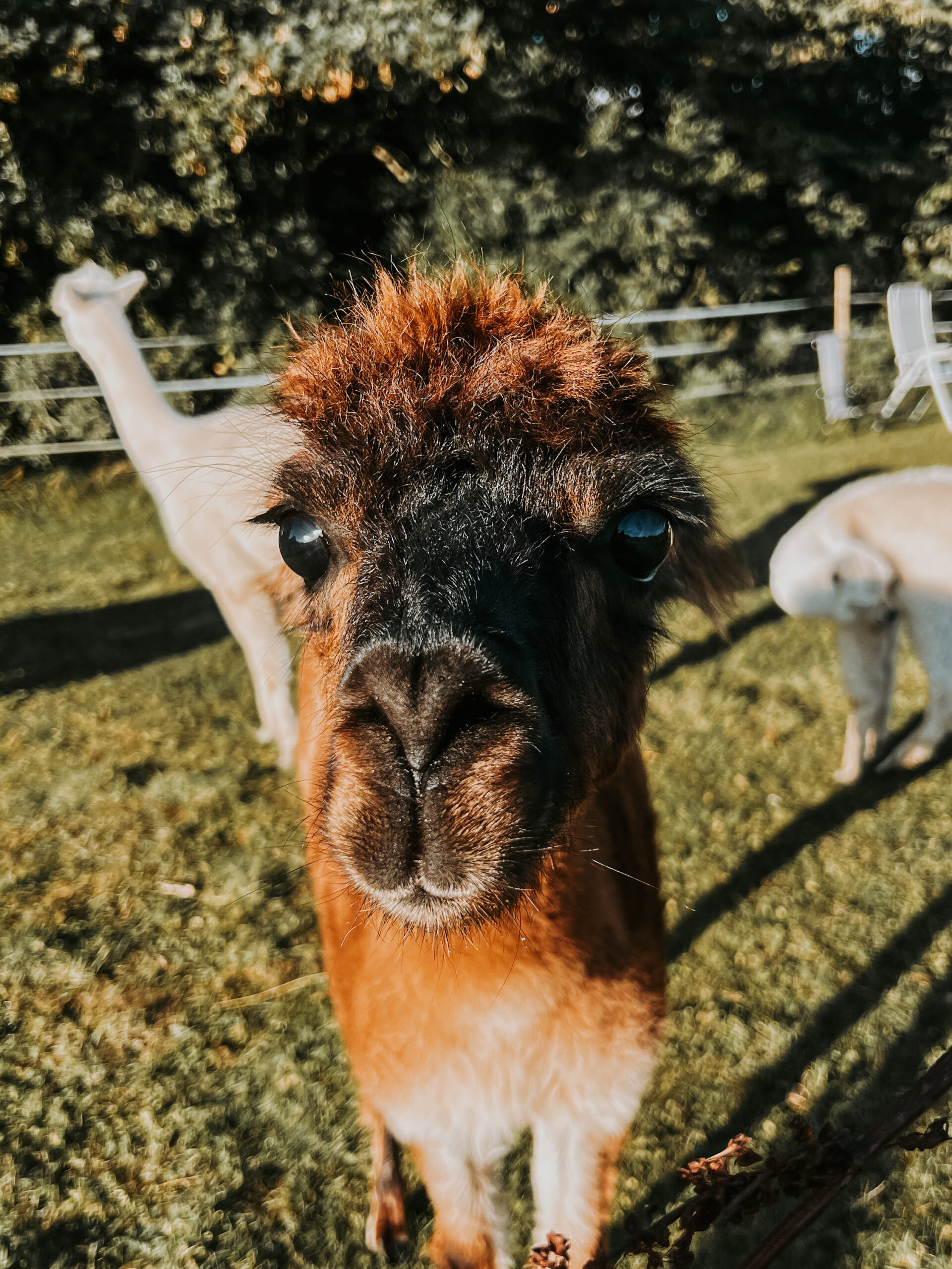 Urlaub im Glamping-Caravan – Bild 13